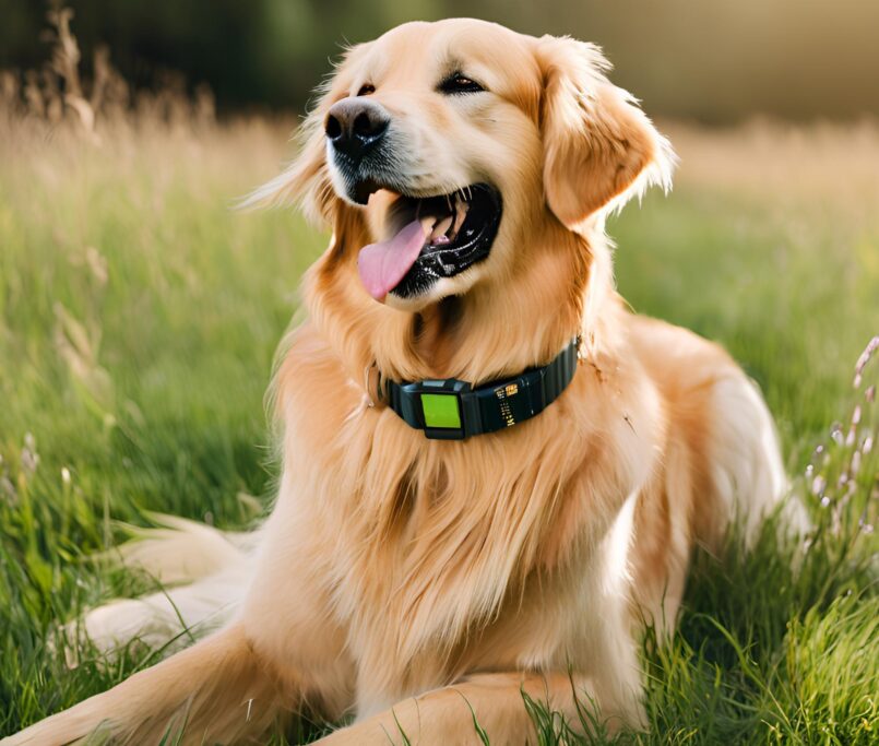 Golden retriever wearing a smart GPS collar outdoors in a park