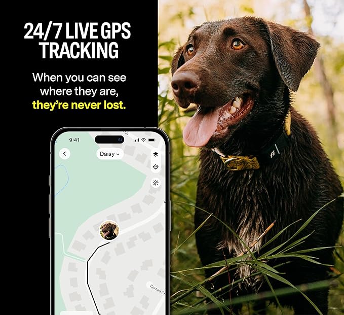 Fi Series 3 Smart Dog Collar on a medium-sized dog walking outdoors with a scenic mountain background
