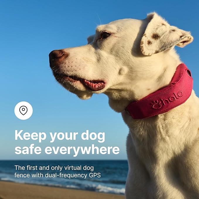 A dog wearing the Halo Collar 4
